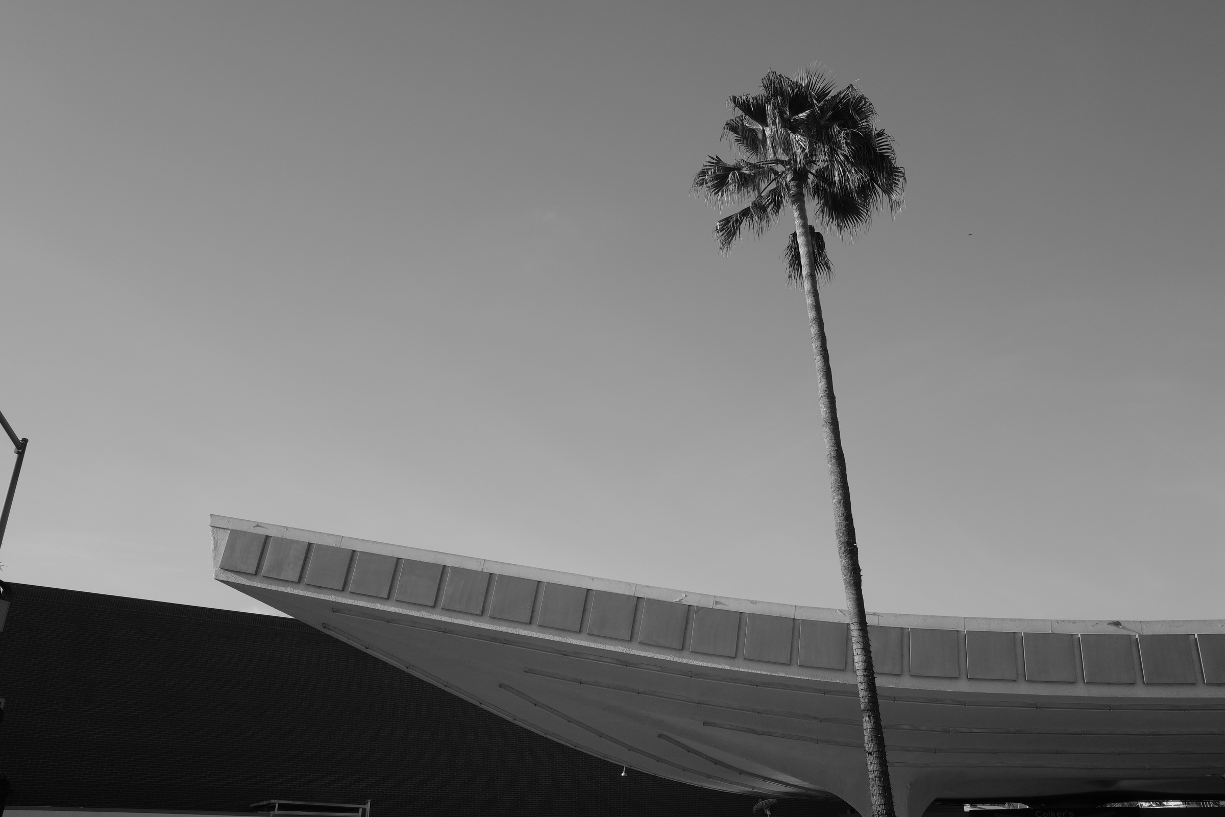A solitary palm rises above the arc of a canopy against open sky.